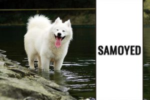 Samoyed