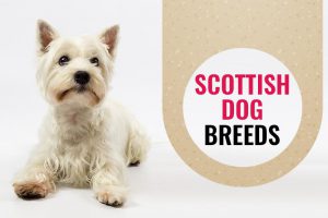 Scottish Dog Breeds