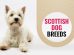 Scottish Dog Breeds