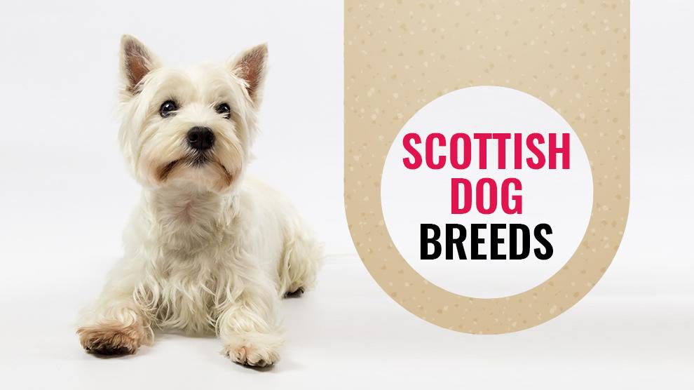 Scottish Dog Breeds