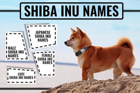 Shiba Inu Names
