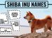 Shiba Inu Names