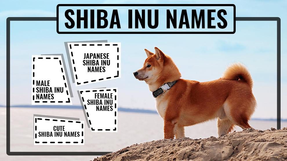 Shiba Inu Names