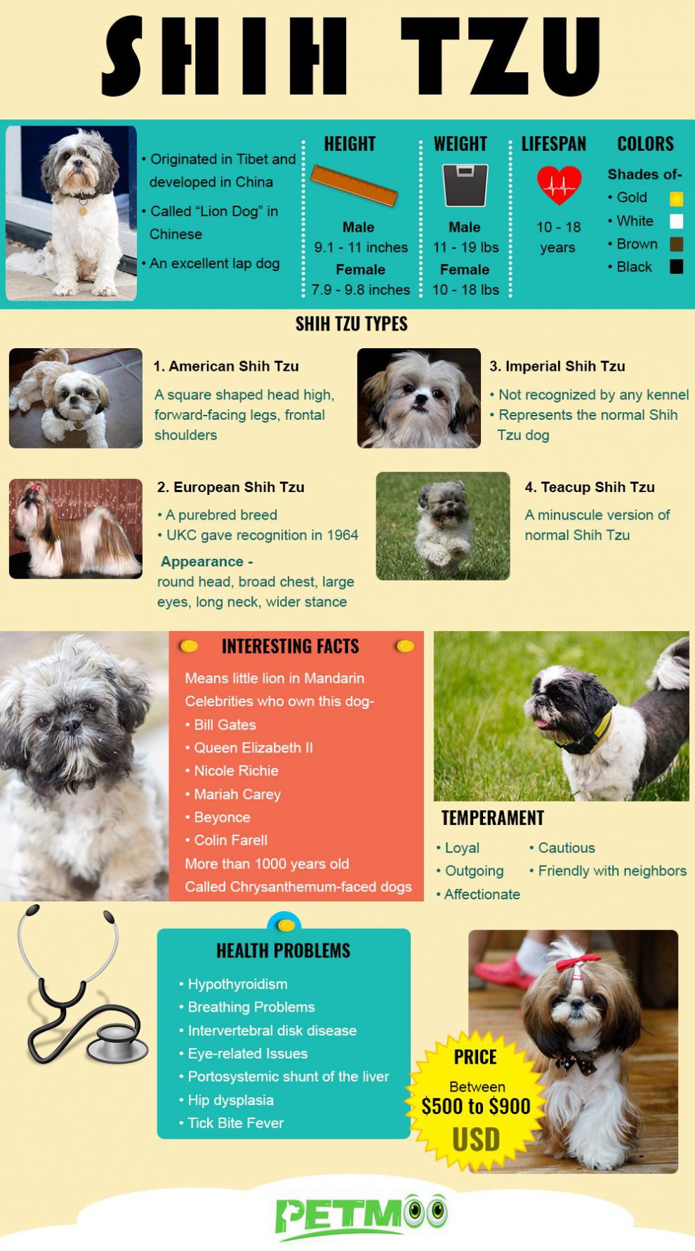 Shih Tzu 10 Vital Dog Breed Information Petmoo