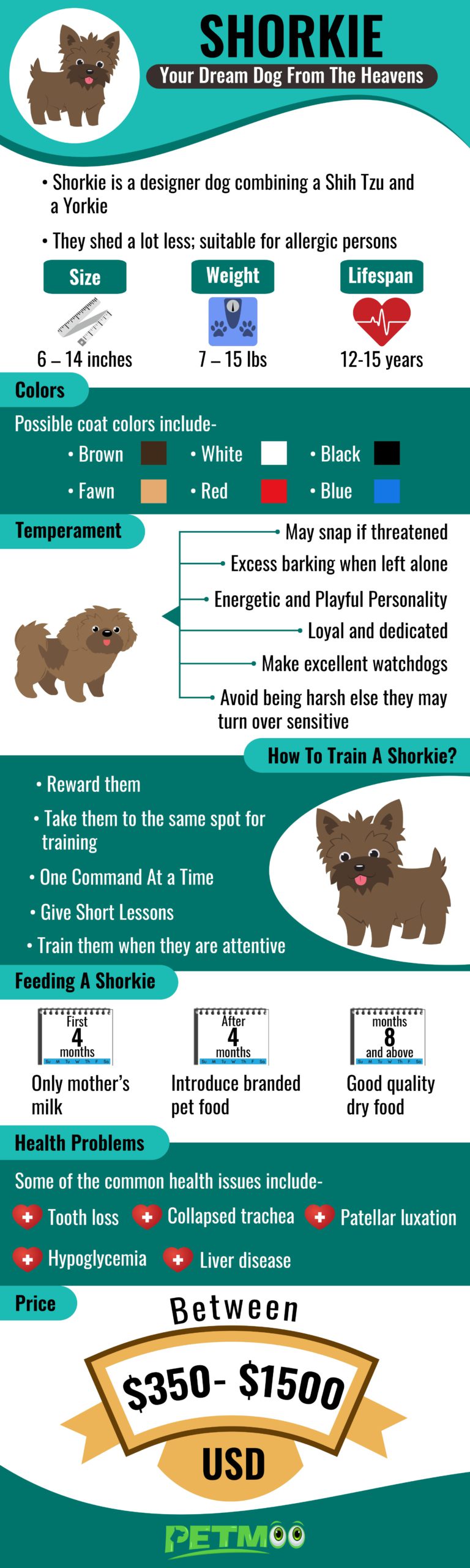 Shorkie Infographic