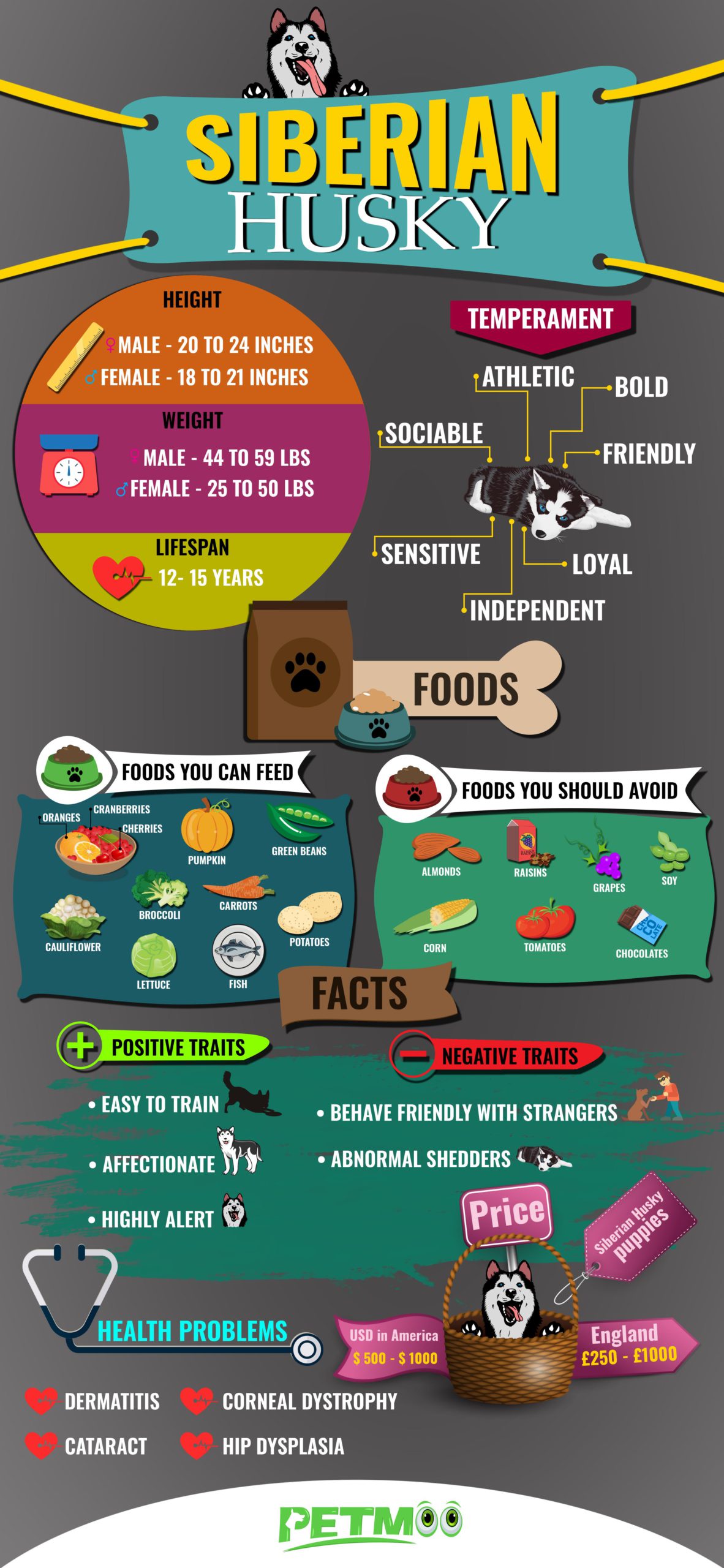 Siberian Husky Infographic