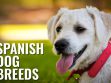 Spanish Dog Breeds