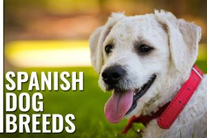 Spanish Dog Breeds