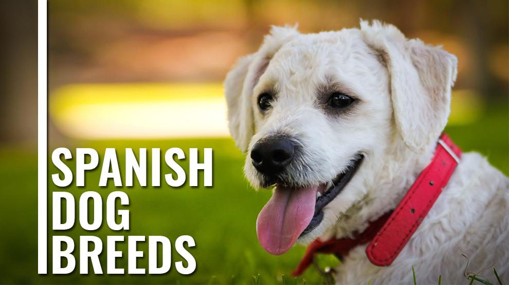 Spanish Dog Breeds 10 Most Popular Dogs From Spain Petmoo