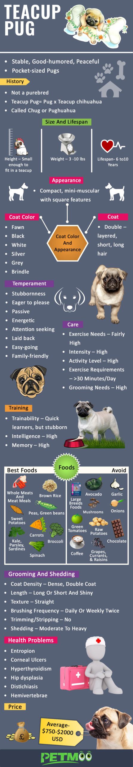 Teacup Pug Infographic