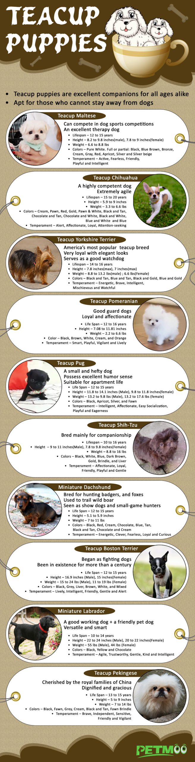 Teacup Puppies Infographics