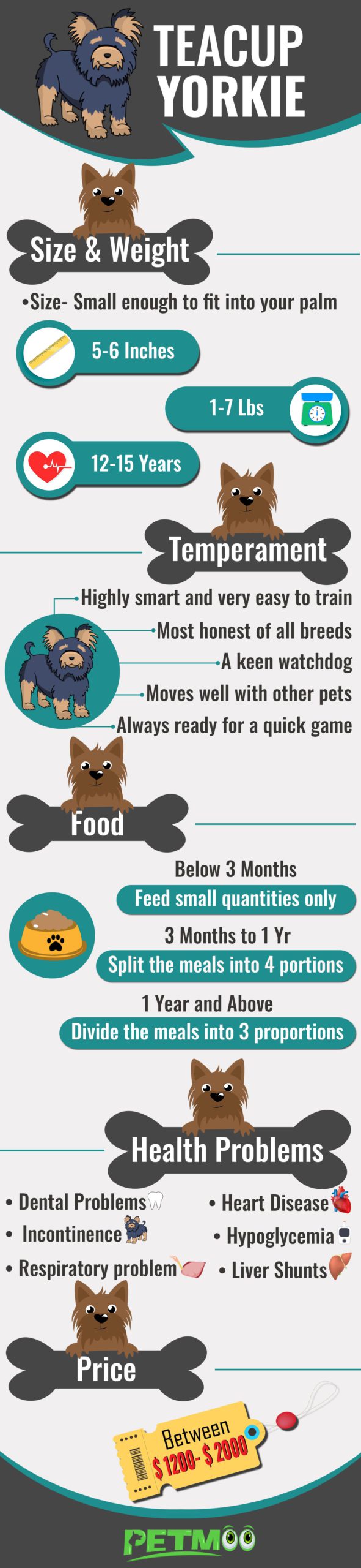 Teacup Yorkie Infographics