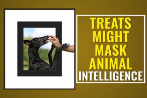 Treats Might Mask Animal Intelligence