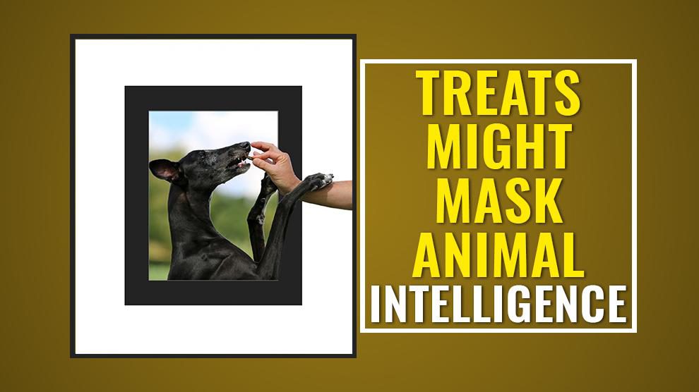 Treats Might Mask Animal Intelligence