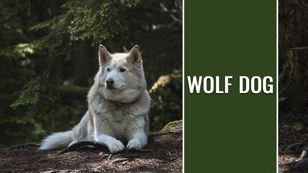 Wolf Dog