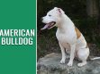 American Bulldog