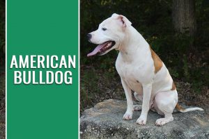 American Bulldog