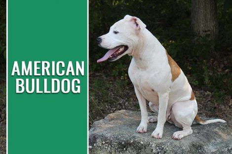 American Bulldog