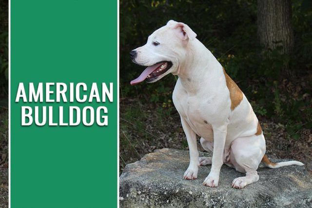 American Bulldog