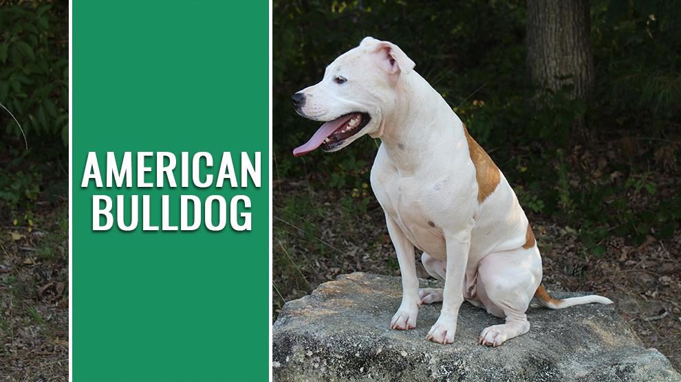 are american bulldogs low shedding