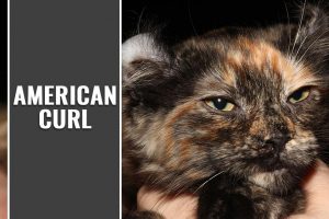 American Curl