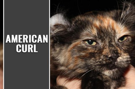 American Curl