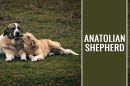 Anatolian Shepherd