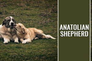 Anatolian Shepherd