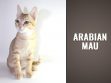 Arabian Mau