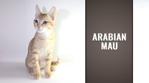 Arabian Mau