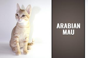 Arabian Mau