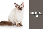 Balinese cat