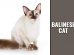 Balinese cat