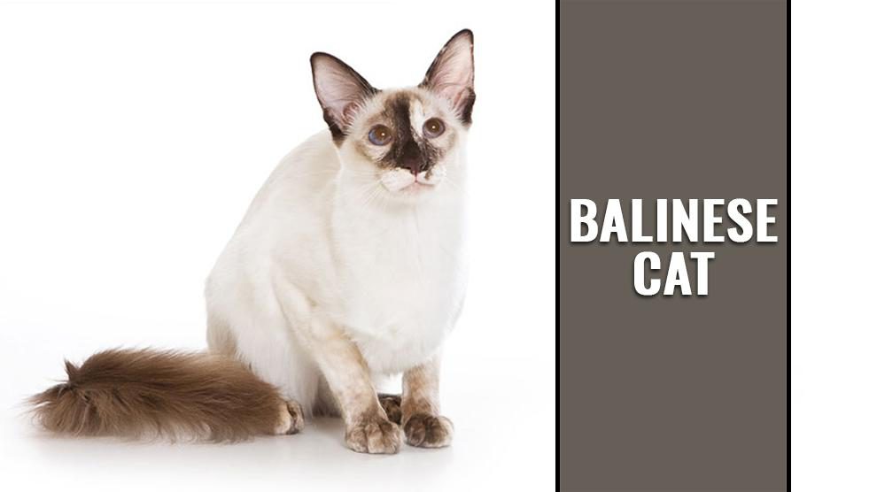 Balinese cat