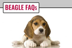 Beagle FAQs