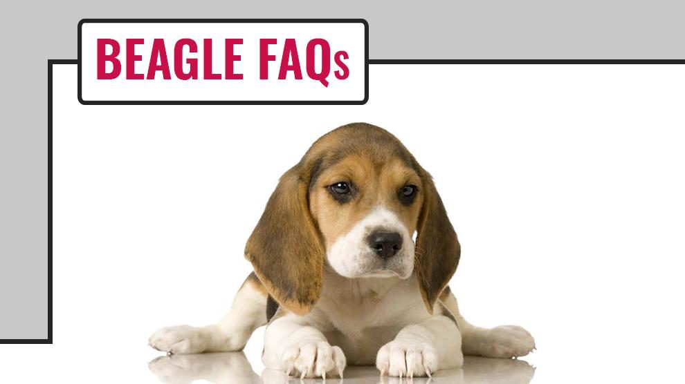 Beagle FAQs