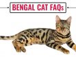 Bengal Cat FAQs