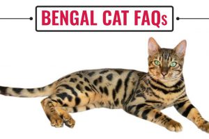 Bengal Cat FAQs