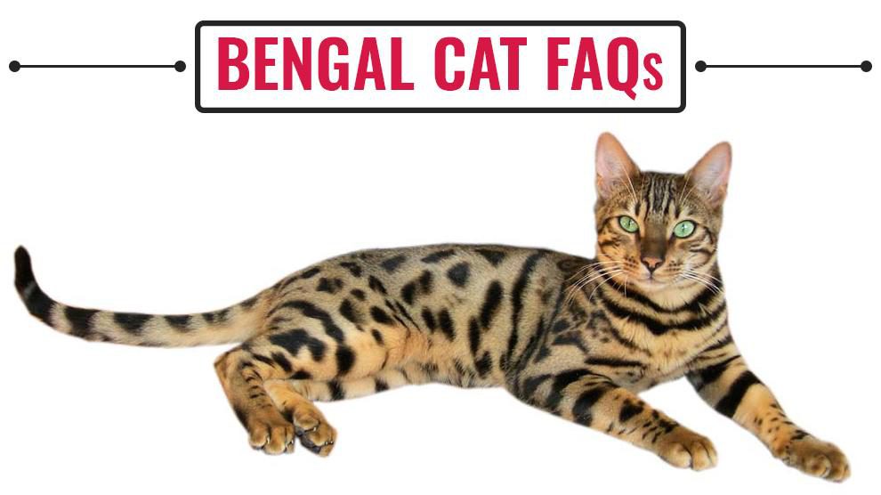 Bengal Cat FAQs