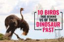 Birds That Remind Us Of Their Dinosaur Past