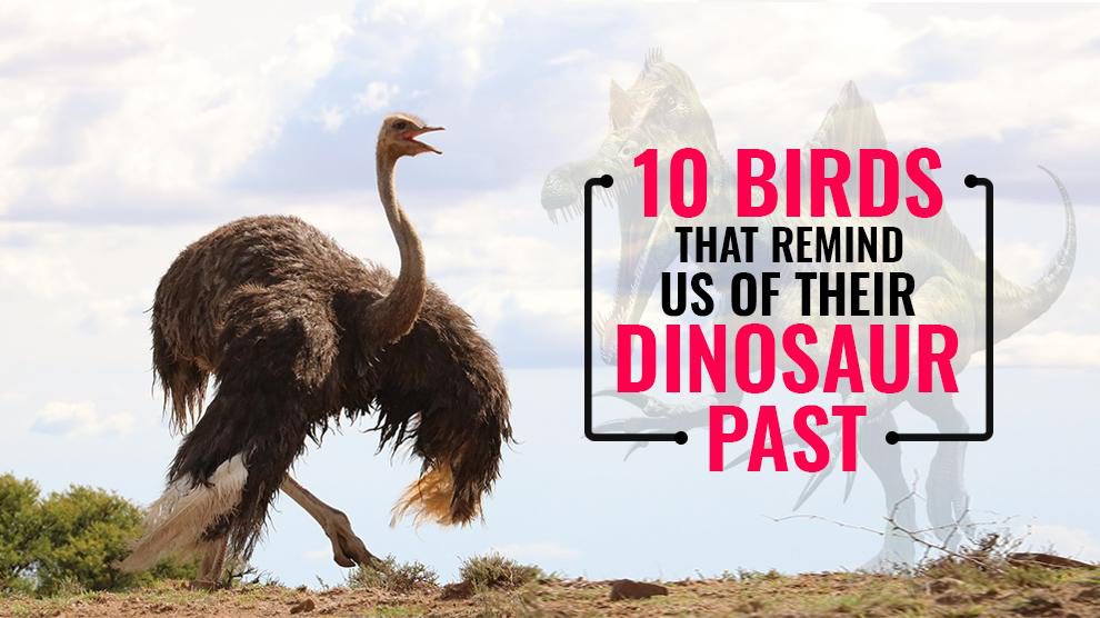 Birds That Remind Us Of Their Dinosaur Past