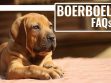 Boerboel FAQs