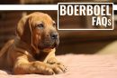 Boerboel FAQs