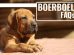 Boerboel FAQs