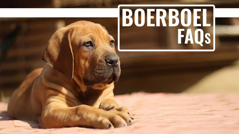 Boerboel FAQs