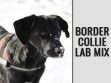 Border Collie Lab Mix