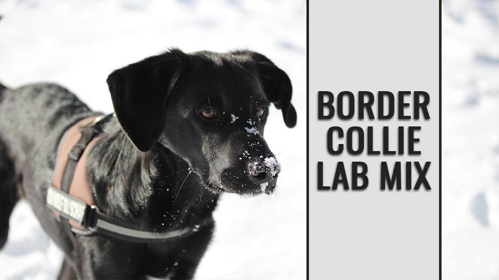 Border Collie Lab Mix Complete Guide For A Borador Petmoo