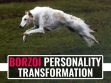 Borzoi Personality Transformation