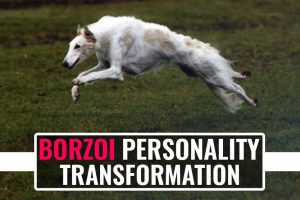 Borzoi Personality Transformation