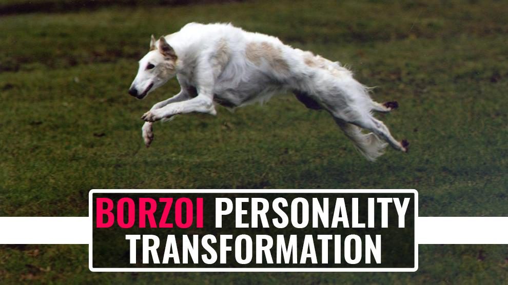 Borzoi Personality Transformation